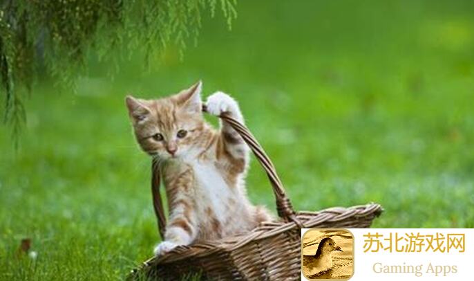 必看！黎明觉醒：生机中带猫猫出门的正确步骤，这些技巧让你轻松通关！